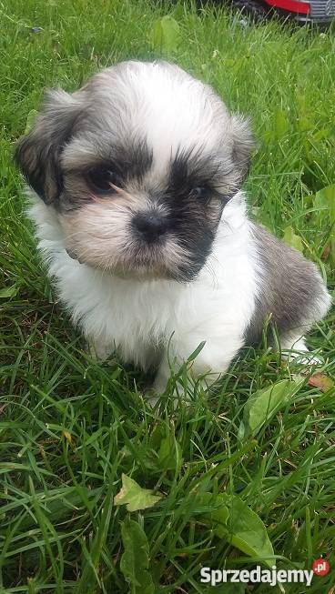 Szczeniaczki SHIHTZU Psy Lubin