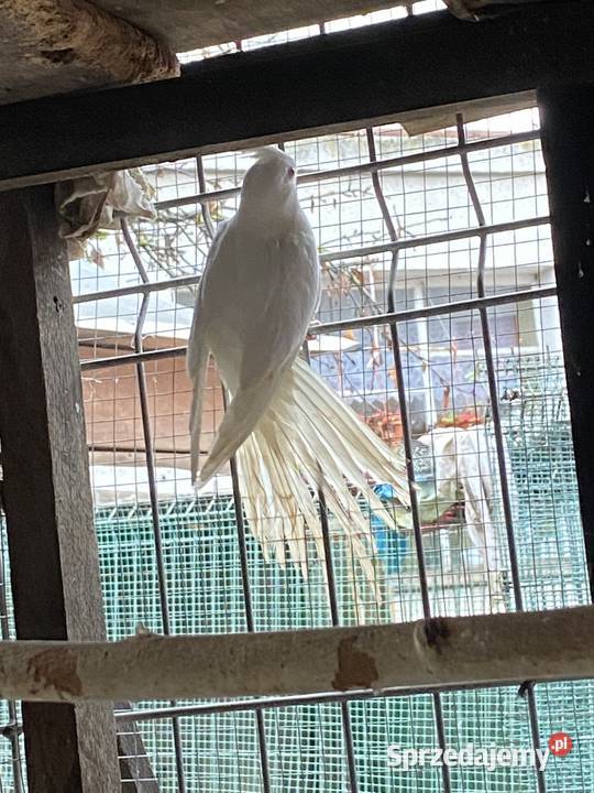 Sprzedam nimf wielkopolskie Damasławek