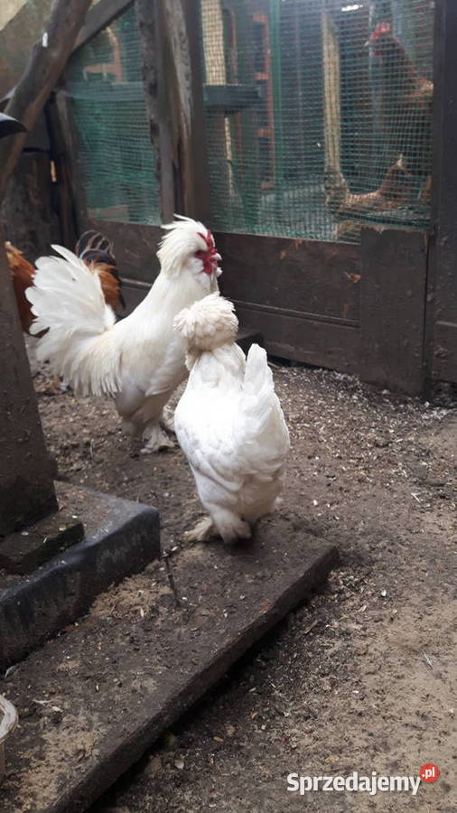 Sprzedam koguty kur sultanów Raków