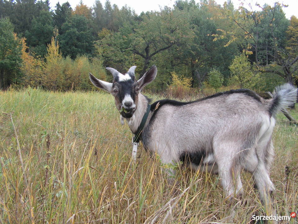 4 miesięczny Koziołek szuka nowego domu Sady