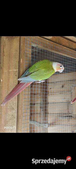 Rudosterka Jeżowa sprzedam