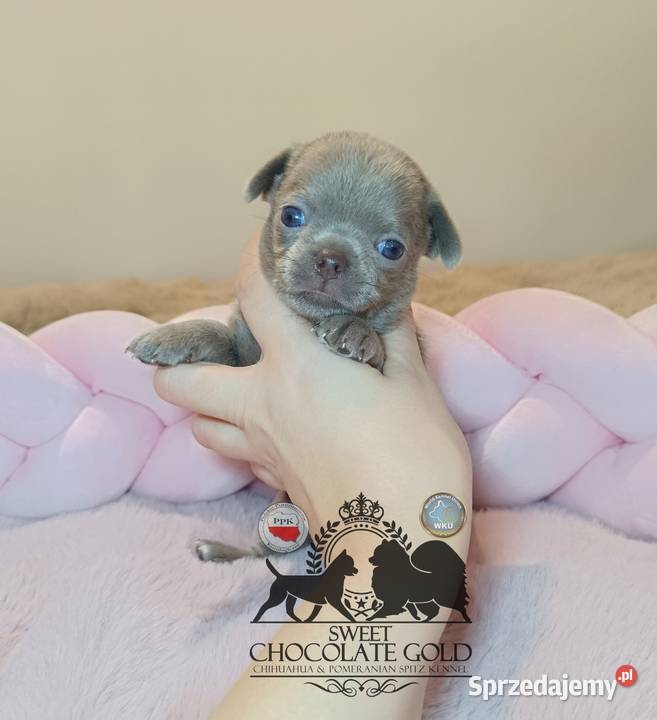 Chihuahua sunia krótkowłosa piękna badania Warszawa