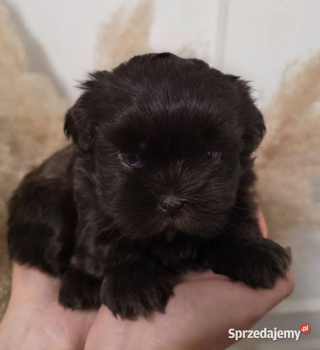 Shi TZU czekoladowe