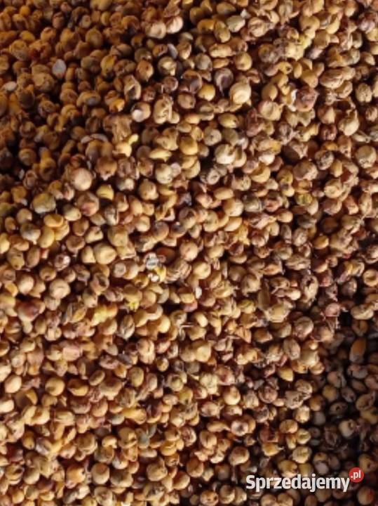 Słonecznik Owies Kukurydza Groch Sorgo Gryka małopolskie