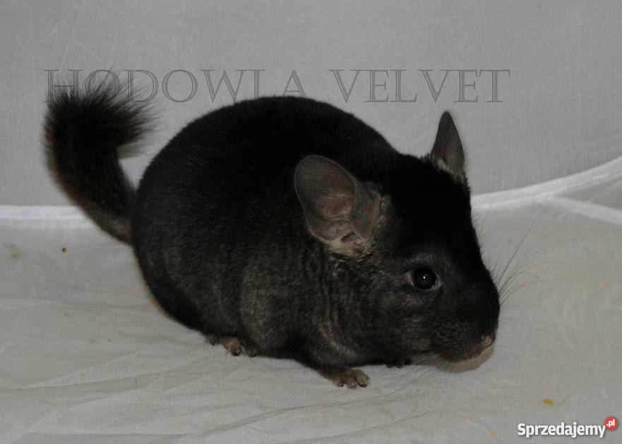 Szynszyla szynszyl szynszyle samiec MEDIUM EBONY Perzyce sprzedam