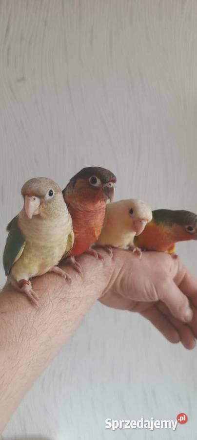 Papugi rudosterki ręcznie karmione Zwierzęta śląskie Tychy sprzedam