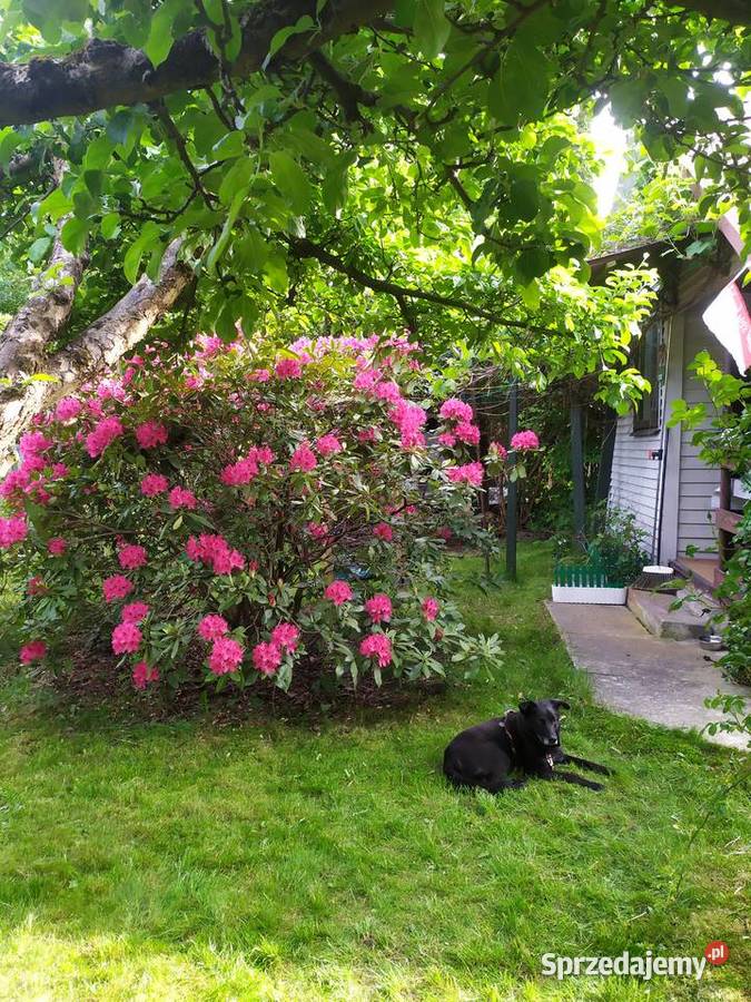 Działka z domkiem ROD Grochowa Gmina Piaseczno 224zł/m2