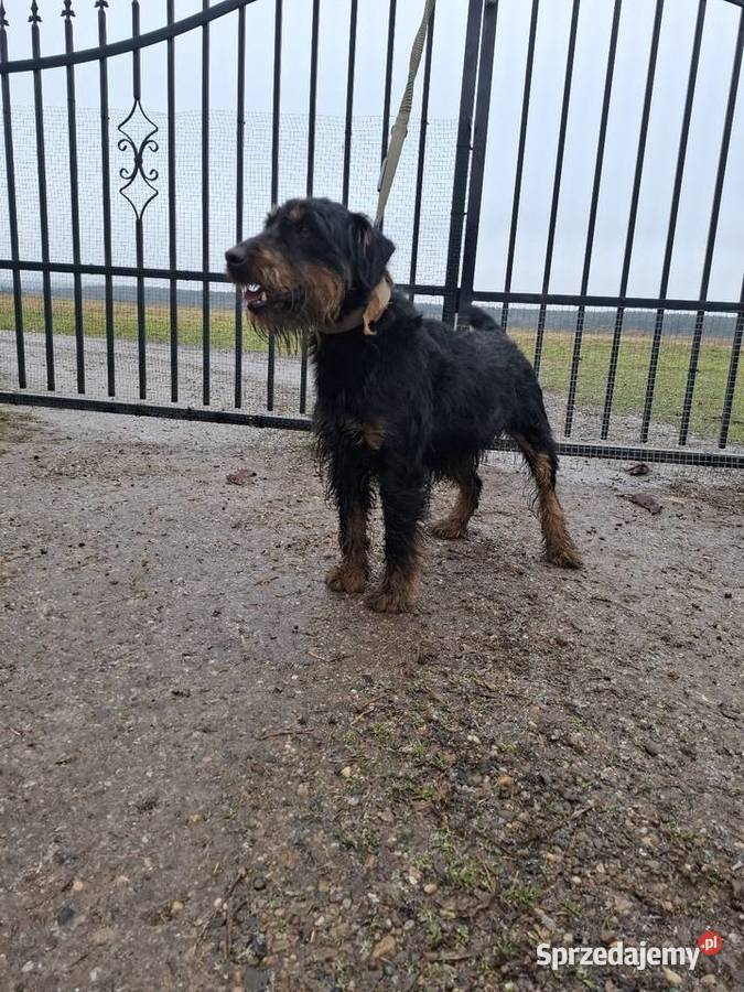 Terier Niemiecki Piesek Kosin sprzedam