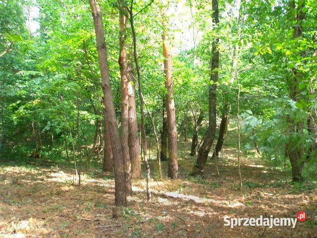 Działka leśna w Otwocku Otwock