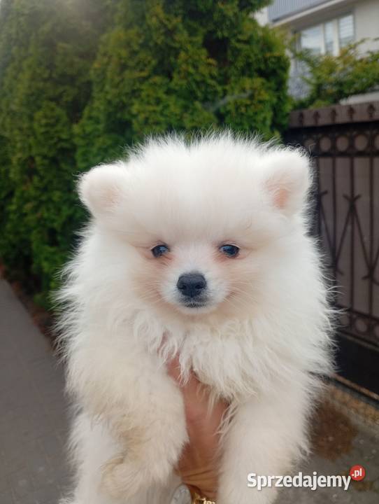Szpic miniaturowy Pomeranian Szpic miniaturowy Łowicz