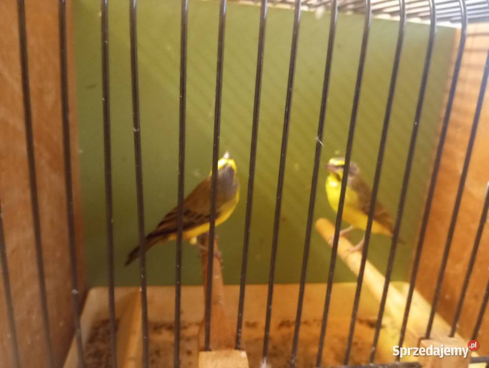 Para kulczyk Mozambik 25 Gródek nad Dunajcem sprzedam