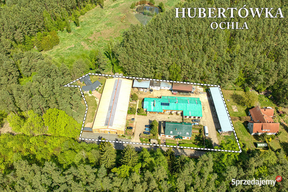 Doskonała okazja koniarzy i nie Sprzedaż