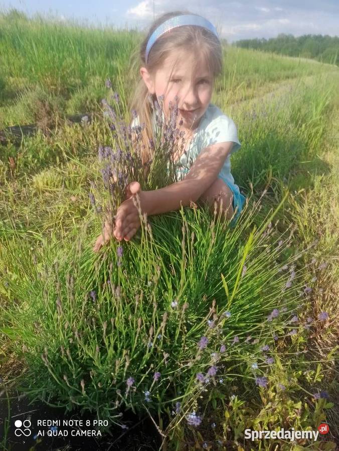 Nasiona lawendy lekarskiej lawendula Rośliny przemysłowe Korczew
