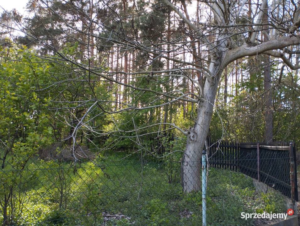 Działka rekreacyjna Jędrzychów Rod 35lecia rekreacyjna Zielona Góra