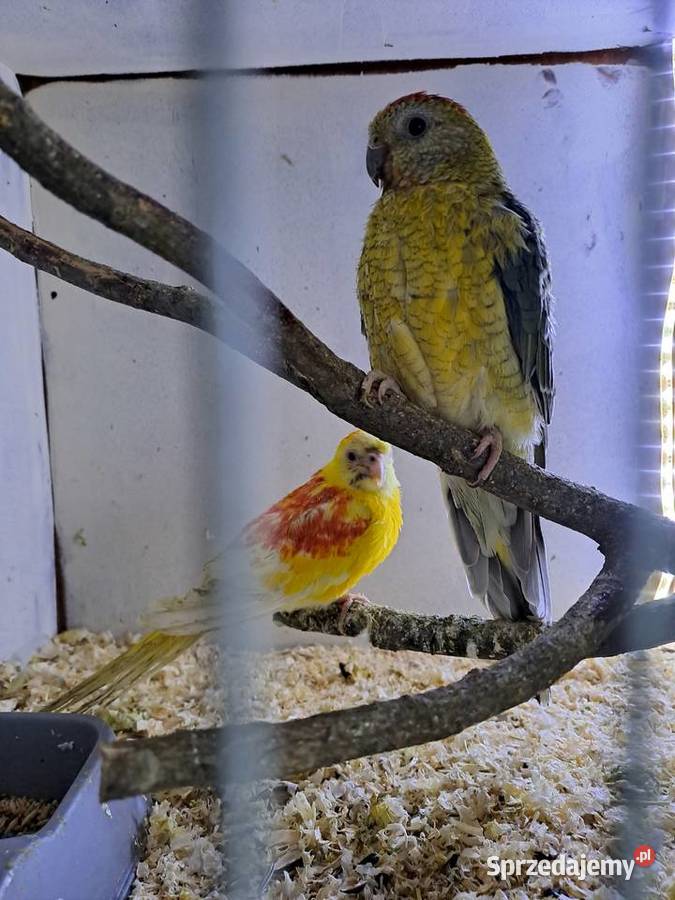 Papugi swiergoty sprzedam Kłodzko