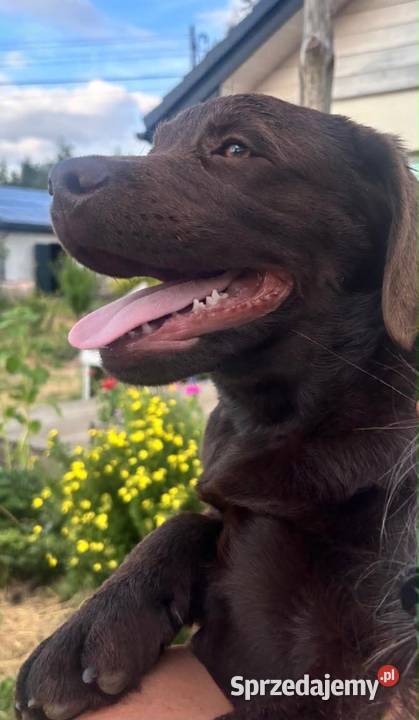Labrador czekoladowy szczenię łódzkie Bogumiłowice