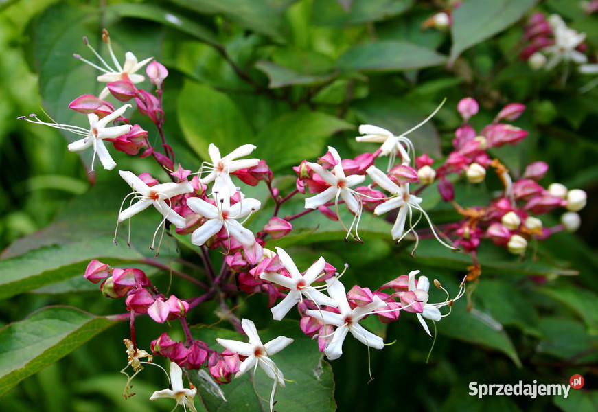 SZCZĘŚLIN PÓŹNY Clerodendron trichotonum NASIONA Nasiona Lubanie