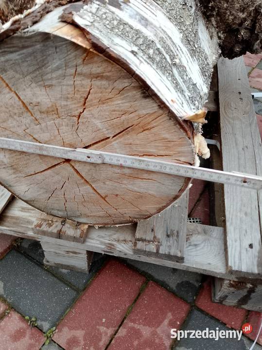 Brzoza czeczot rozmiar XXXXL sprzedam