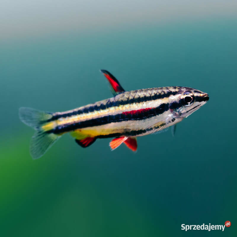 Drobnoustek obrzeżony Nannostomus marginatus Gdańsk