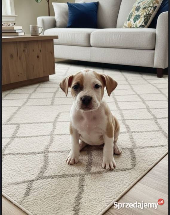 Amstaff Szczeniaki Radomsko sprzedam