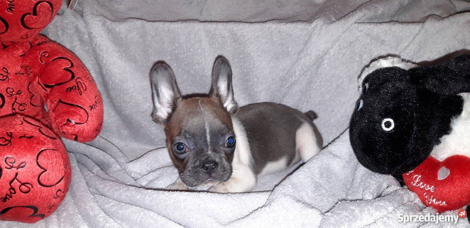 Buldog Francuski śliczna suczka Koza