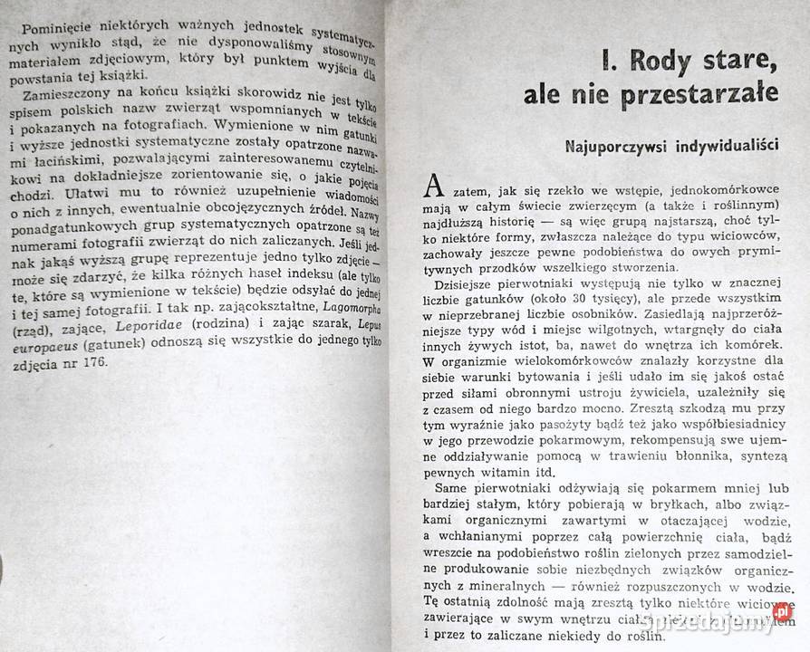 Zwierzęta z rodowodem Zuzanna Stromenger Chełm