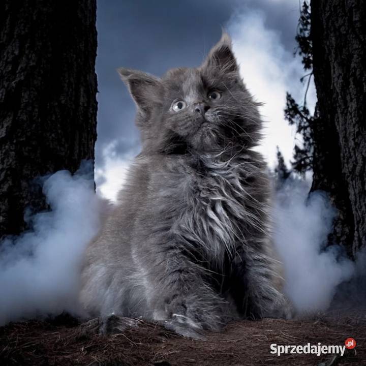 Maine Coon kotki Wińsko