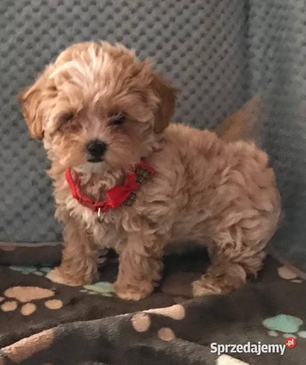 Maltipoo szczeniaczki malutkie pudel dolnośląskie Wrocław