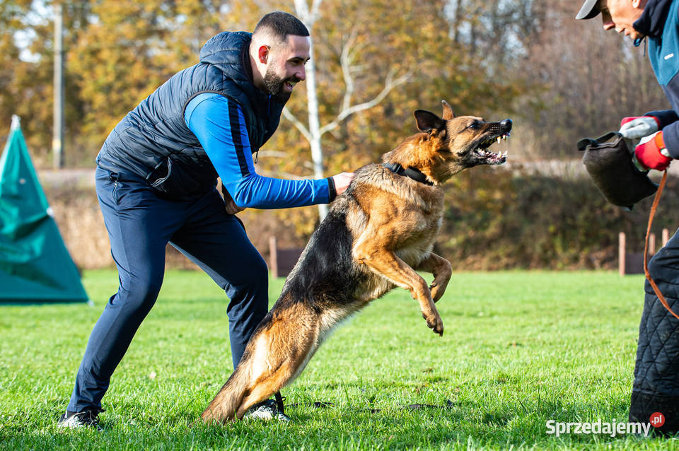 Owczarek Niemiecki Krótkowłosy Suczka FCI