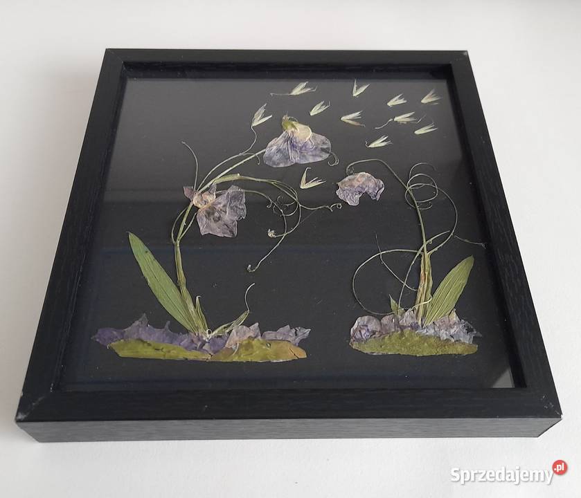 Obraz Kwiatowy Kompozycja Groszki Dekoracja Domu