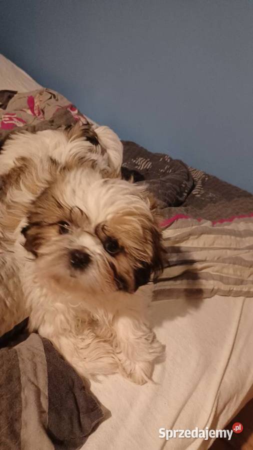 Szczeniaczek shih tzu puchate perełki Lubartów sprzedam