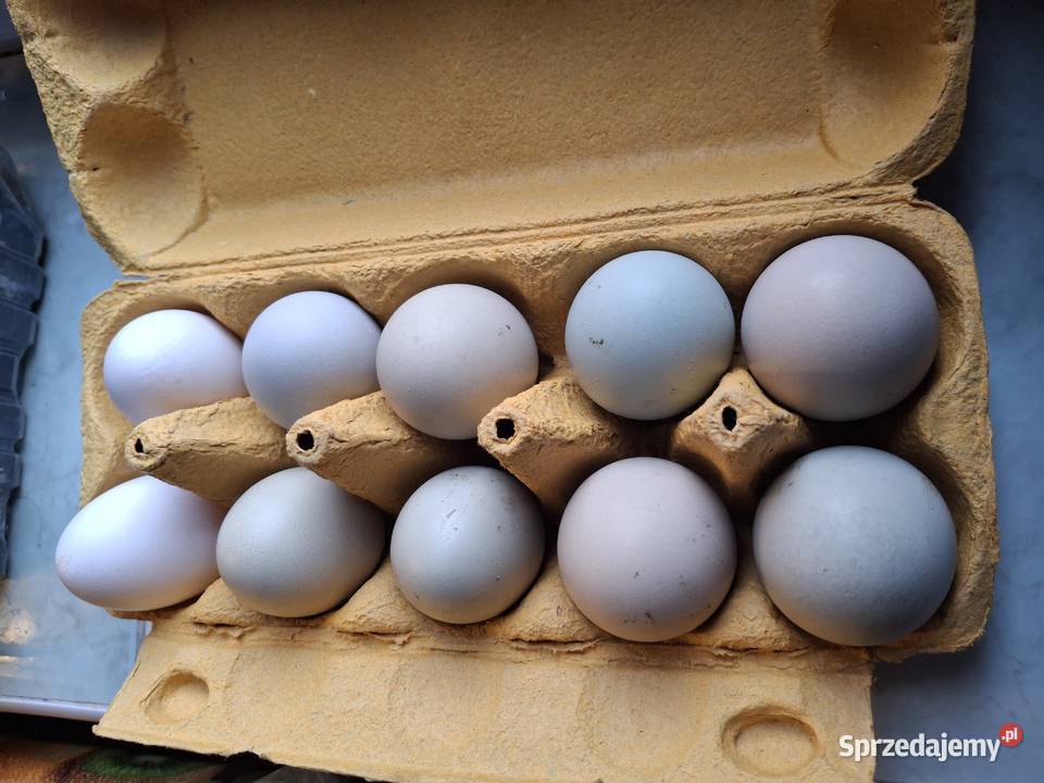 Jaja lęgowe zielononóżek Rolnictwo Sułoszyn