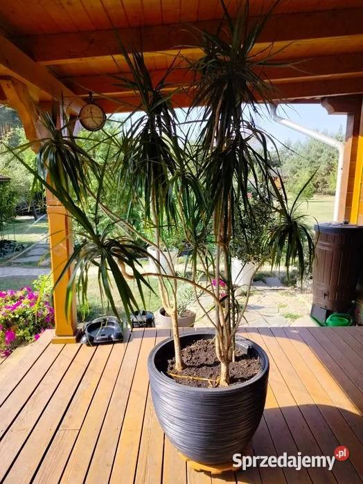 Piękna Dracena 250 sprzedam