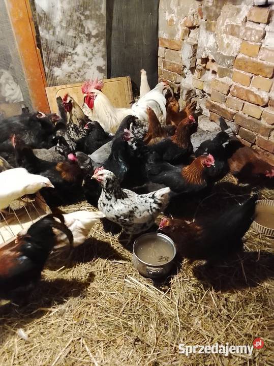 Młode kurki nioski Brzeźno