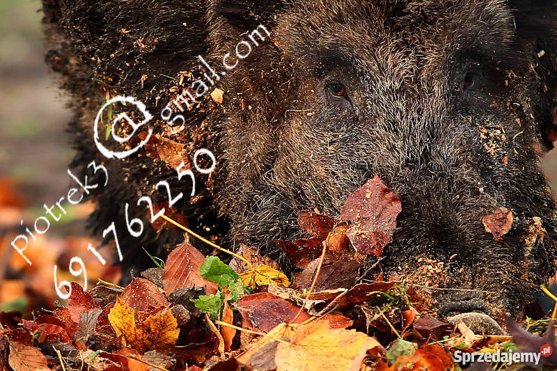 Dzik odyniec Foto obraz lubuskie Gorzów Wielkopolski