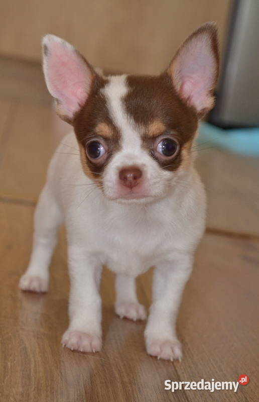 CHIHUAHUA ŚLICZNE SUNIA PIESEK