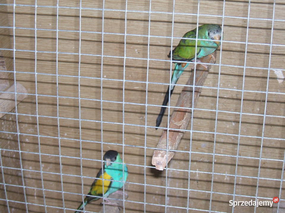 świergotka czarnogłowa/hudeta/