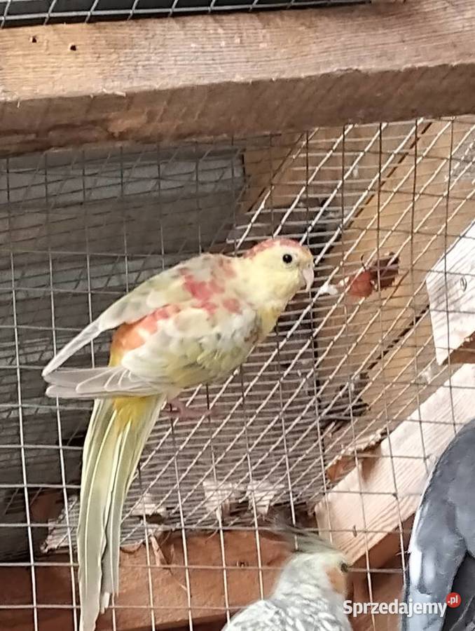 papuga swiergotka z tego roku Sarnaki