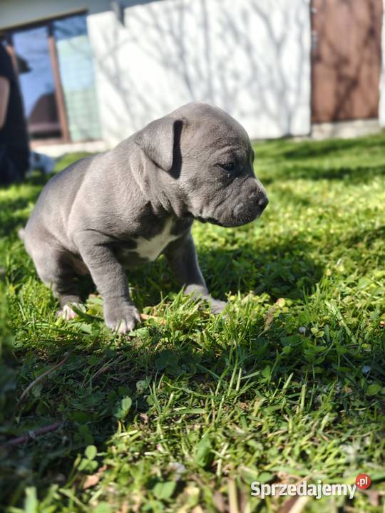 Oddam Szczeniaki American Staffordshire Terrier Ustrzyki Dolne sprzedam