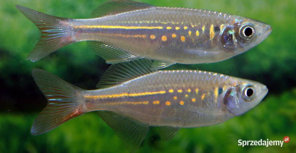 Danio malabarski Devario malabaricus Malabarskie Gdańsk