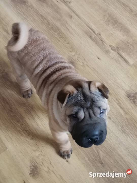 Shar pei szczeniaki wystawowe