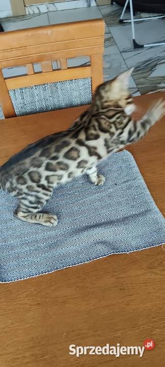 Kocurek Bengalski Biechówko