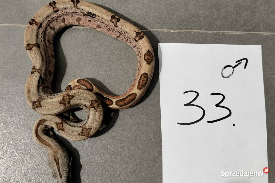 Boa cesarskie hypo samce cb26 Połomia