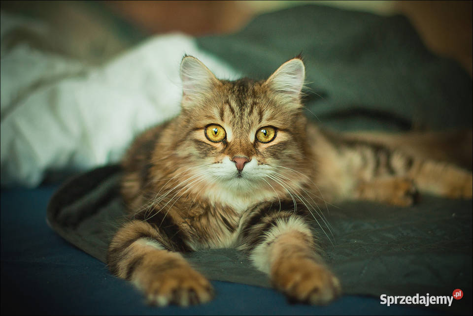 Voulezvous ahha czy chcesz Opole