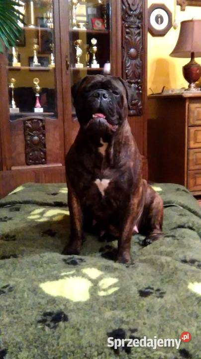 Bullmastiff zapowiedź miotu