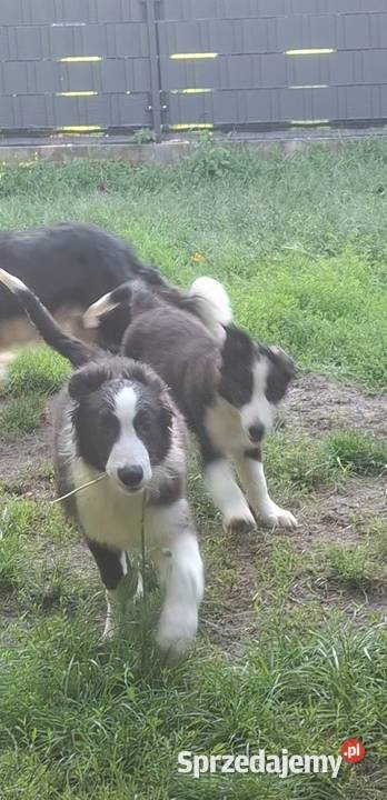 Piękny piesek border collie Łódź