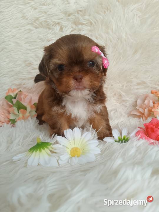 Suczka szuka domku ShihTzu Kluczbork