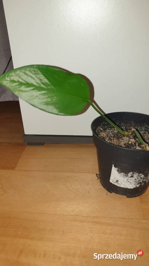 Epipremnum zielone roślina rosnąca mazowieckie Warszawa sprzedam