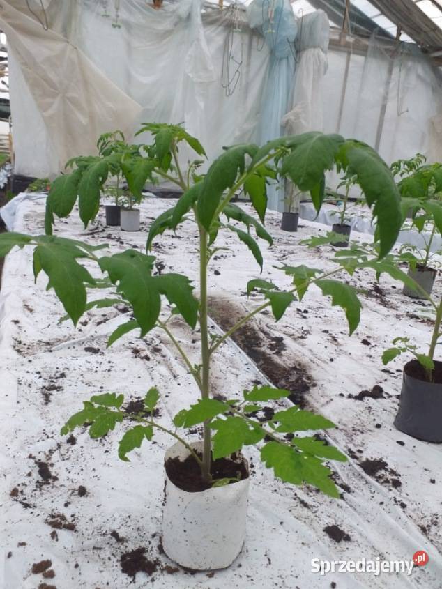 Sadzonka pomidora malinowego Tomimaru Muchoo podkarpackie Rzeszów
