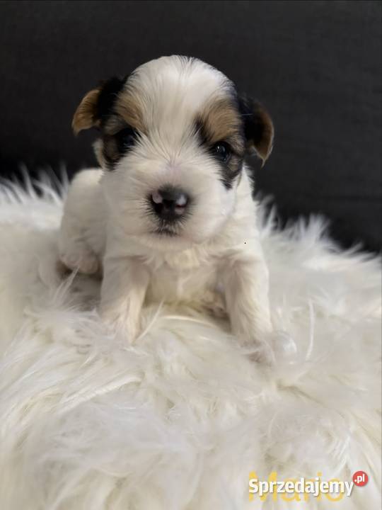 Do Rezerwacji Mario Yorkshire Terier Biewer Konin